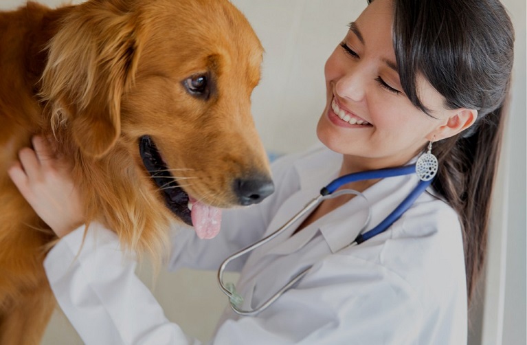 Veterinari a Alba Adriatica in Valvibrata