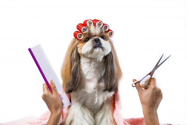 Cura per gli Animali in valvibrata